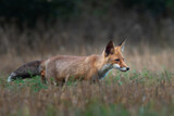 Fototapeta Zwierzęta - Red Fox in the field at dusk (Vulpes vulpes), a portrait of wild elegance.