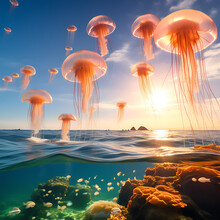 Jellyfish In The Ocean