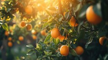  An Orange Tree With Lots Of Ripe Oranges Hanging From It's Branches With The Sun Shining Through The Leaves.