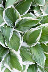  Close-up view of plantain lily (hosta) leaves, filling the frame, that are a medium green with white fringes