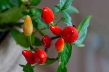 Wall Mural - Red chillies