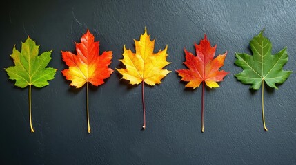 Wall Mural - Autumn Maple leaf transition and variation concept for fall and change of season