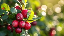  A Close Up Of A Bunch Of Red Berries On A Tree With Green Leaves And Bright Sunlight In The Background.