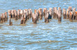 Wooden posts from an old bridge on the river