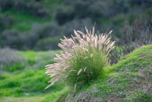 Cenchrus Setaceus, Commonly Known As Crimson Fountaingrass, Is A C4 Perennial Bunch Grass That Is Native To Open,   Griffith Park, Los Angeles California