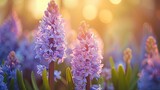 Spring flowers in sunny day in nature, Hyacinths, Crocuses, Daffodils, tulips,, Colorful natural spring background,