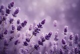 Fototapeta Lawenda - Experience the subtlety of a muted lavender background, exuding a soft and calming ambiance that complements various subjects