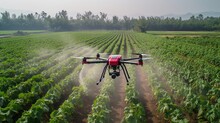 Agriculture Drone Fly To Sprayed Fertilizer On Row Of Cassava Tree. Smart Farmer Use Drone For Various Fields Like Research Analysis, Terrain Scanning Technology, Smart Technology Concept