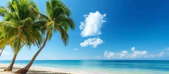 Wall Mural - Tropical seaside with palm trees and blue sky in summer.