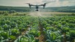 Panorama agriculture drone fly to sprayed fertilizer on Cabbage field. smart farmer use drone for various fields like research analysis, terrain scanning technology, smart technology concept. 