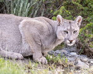 Puma (P concolor) of Torres del Paine, Patagonia, Chile