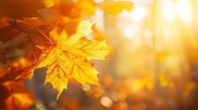Autumn Yellow Leaf Closeup. Bright Orange Tree Change. Blur Bokeh On Background. Golden Color In Park Light Sunny Warm October Day. Red Leaves In Garden Sun In Blue Sky. Fall Nature Wo : Generative AI