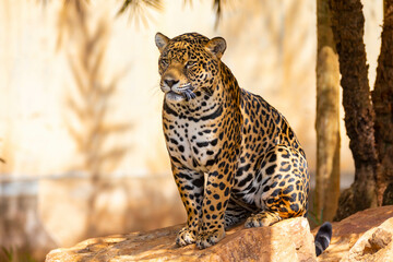 Wall Mural - South American jaguar (Panthera onca). Tropical feline 