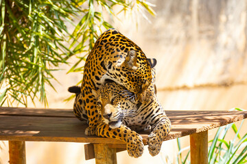 Wall Mural - South American jaguar (Panthera onca). Tropical feline 