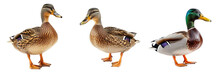 Collection Of PNG. Duck Isolated On A Transparent Background.