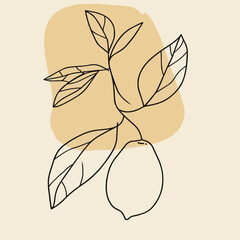 Wall Mural - Simple line drawing illustration of a lemon on a tree branch