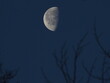 waning gibbous moon early at dawn