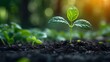 © Muzikitooo - Sprout in the ground, concept photo of growth