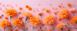 Spring marigold flowers on pink pastel background top view in flat lay style, suitable for womens or mothers day greeting or spring sale banner.
