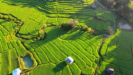 Poster - Bamboo hut homestay farm with Green rice paddy fields in Northern Thailand Chiang Mai region, drone aerial view of green rice fields in Thailand