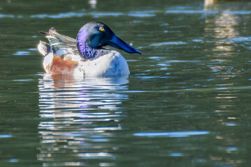 Wall Mural - a male northern shoveler duck on the surface of a pond in audubon park in new orleans, louisiana