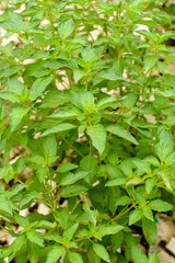 Naklejka na meble green basil leaves