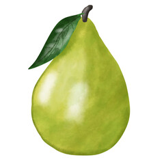 Pear fruit watercolor illustration