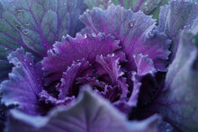 Closeup Longlived Cabbage, Chinese Kale Vegetable