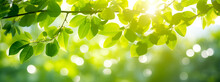 Abstract Green Spring Background, Bright Green Spring Panorama Backdrop For Easter. Bokeh Fresh Sunshine Concept By Vita