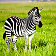 zebra in green grass