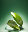 A fresh green big leaf against dark green background. An empty space for display cosmetic products, food and props.