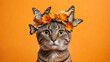 Beautiful cat wearing crown of flowers and butterflies on bright orange background. Cute animal with flower and butterfly on his head. Summer female concept