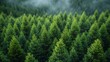 Aerial view of evergreen coniferous forest. Nature background - Generative AI