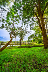 Wall Mural - Green grass yard and trees beside Huay Tueng Thao Lake in the morning