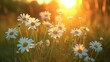 © Jennifer - The landscape of white daisy blooms in a field, with the focus on the setting sun. The grassy meadow is blurred, creating a warm golden hour effect during sunset and sunrise time