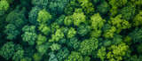 Aerial view of a dense green forest from above.
