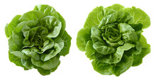 Butterhead Lettuce Isolated On Transparent Background