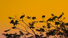 Flock Of Open-Billed Stork Birds Perching Over Trees During Sunset. Static Shot