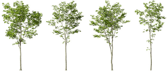 Sticker - Realistic outdoor trees shapes cutout backgrounds 3d render png
