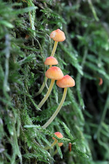 Wall Mural - Orange bonnet, Mycena acicula, also known as coral spring Mycena, wild mushroom from Finland