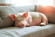Fat Lazy Pig Lying On The Sofa.Concept For Laziness And Negligence.