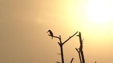 Kingfisher Bird Silhouette , Sunset Time