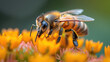 Closeup macro photo of a honey bee animal on a flower.