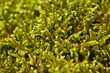 Moss on tree,wood background. Green moss close up