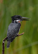portrait of a giant kingfisher on a twig