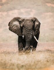 Wall Mural - Majestic bulle éléphant in Akagera, Rwanda
