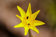 Close-up of yellow lesser celandine (Ficaria verna), blooming in woodland in spring. Yellow wild flower head with small beetle.