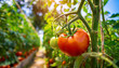 赤く色づくトマトの栽培家庭菜園