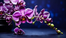 Funeral Orchid With Copy Space. Graceful Purple Orchid On A Deep Blue Background With Space For Text.