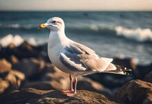 Seagull On A Rock